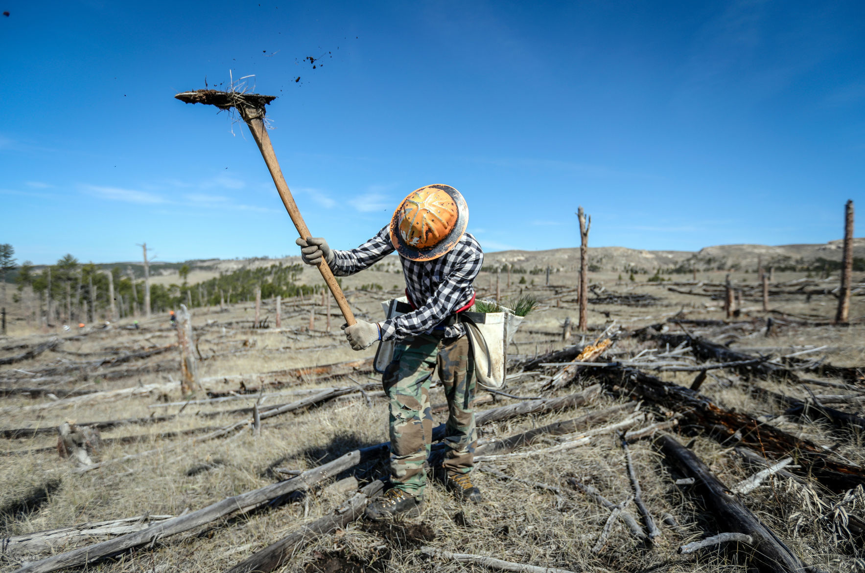 Jasper Fire Tree Planting